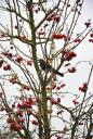 Crow__by_Efag.jpg