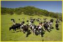 ackina cows.jpg