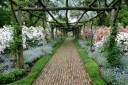 Morealis flowers..jpg