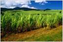 sugar cane silverbite.jpg