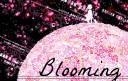 Blooming's Boxcode No1.jpg