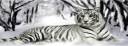 Temp White Tiger.JPG