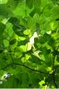 leafe background.jpg