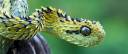 bush-viper-snake resize.jpg