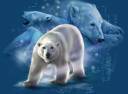 polarbear.jpg