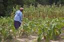 tobacco fields.jpg