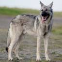 wolfdog.jpg