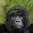 Gorilla.jpg