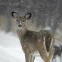 Deer.jpg