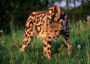 king_cheetah.jpg
