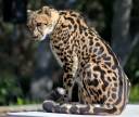 king-cheetah-charlie-1399020-h.jpg
