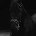 Horseback Riding 2.jpg
