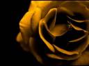 but roses.jpg