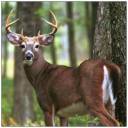 Deer.jpg