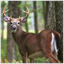 Deer.jpg