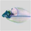 Skelly Fish.jpg