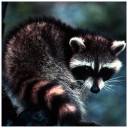 Raccoon.jpg