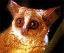 Bushbaby_from Savannah.jpg