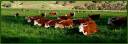 Cows_in_green_field_-_nullamunjie_olive_grove.jpg