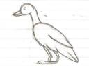 Goose1.jpg