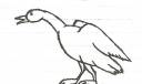 Goose2.jpg