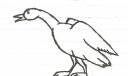Goose2.jpg