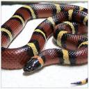 Snake.jpg