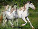 Horse.jpg