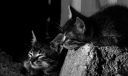 estcats.png