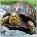 Turtle.jpg