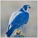 Peregrine.jpg