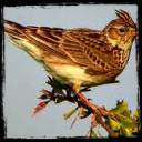 skylark1.jpg