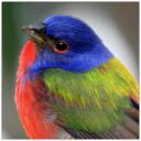 Painted Sparrow.jpg