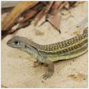 Lizard.jpg