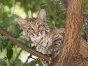 BobcatKitten_JAE_4755_1.jpg