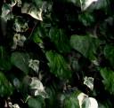 1-variegated-ivy-background.jpg
