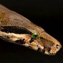 slither.jpg