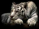 tigercode4.png
