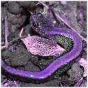 Salamander.jpg