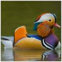 Duck.jpg