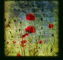 poppygrn01.jpg