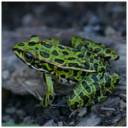 frog.jpg
