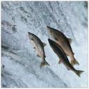 Salmon.jpg