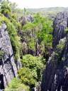 tsingy_forest.JPG
