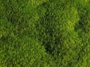MOSS.jpg