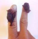 two-bumblebee-bats-fingers.jpg