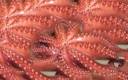 nine_tentacled_octopus_edit.jpg