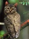 owlcat1.jpg