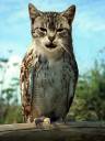 owlcat2.jpg