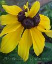 WR Flower 4.jpg